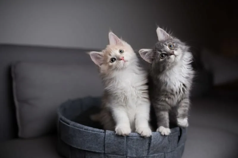 How Old Do Kittens Have to Be to Get Fixed?