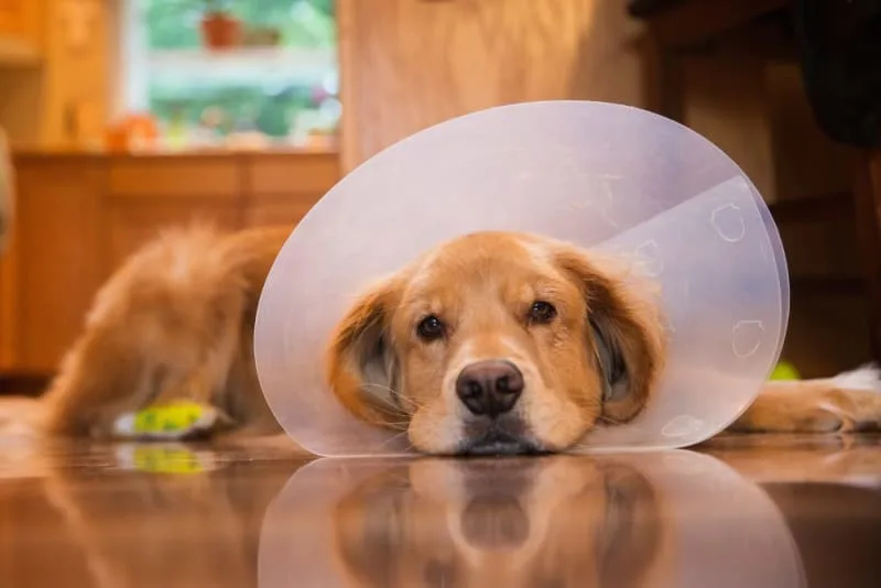 Dog Surgery Aftercare FAQs