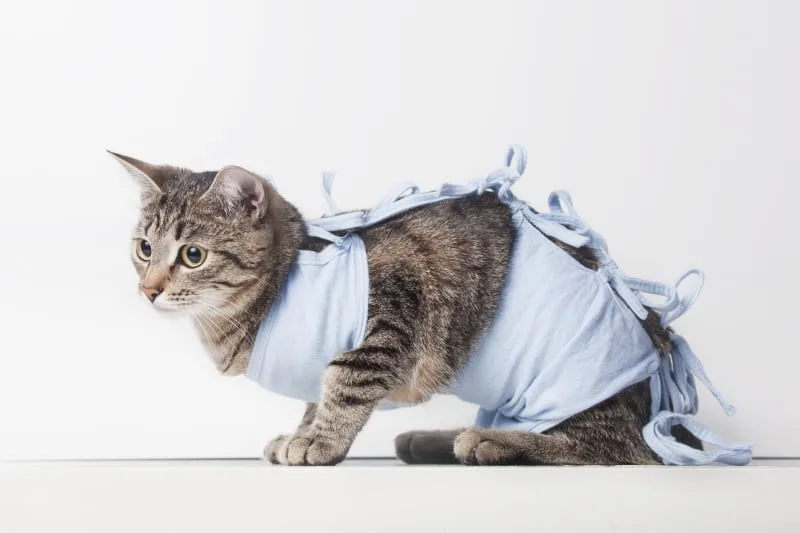 Caring For Your Cat After Surgery