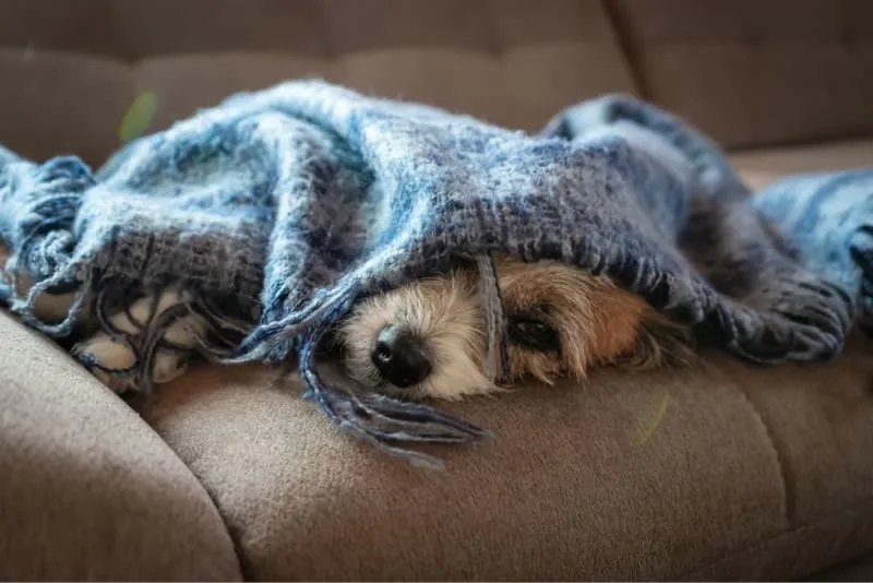 Parainfluenza in Dogs