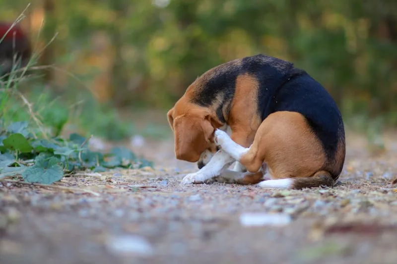 Most Common Cause of Diarrhea in Dogs & How to Stop it