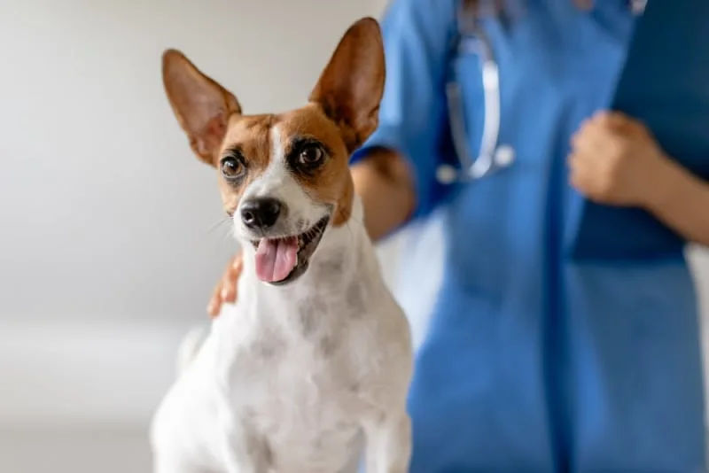 My dog's ear is bleeding, when is it an emergency?