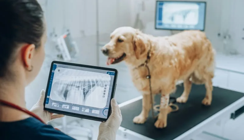 Exploring Veterinary Radiography: Digital Advances in Vet Care
