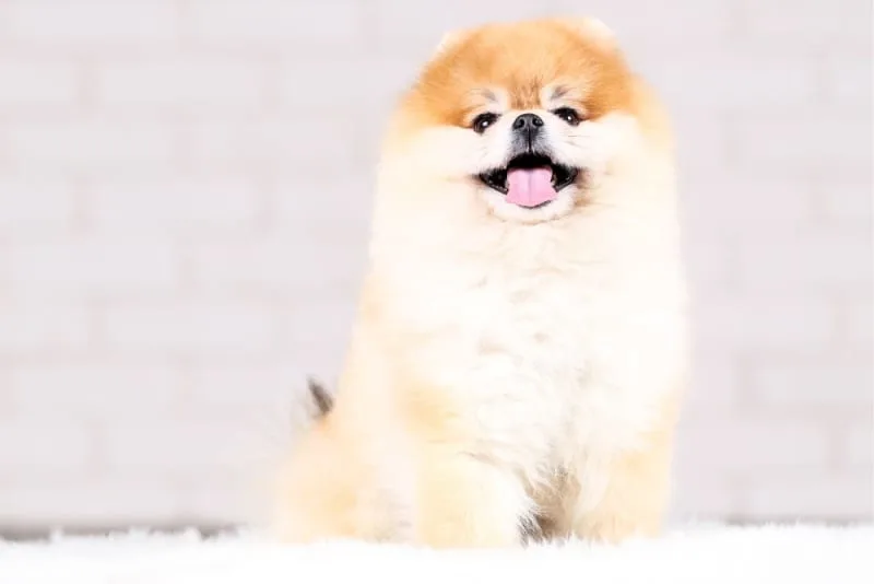 Anal Sac Disease in Dogs