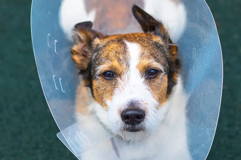 Helpful Advice On Caring For Your Dog After Surgery