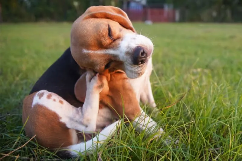 Dandruff in Dogs: Causes & Treatment