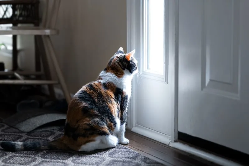 How long can you leave a cat alone?
