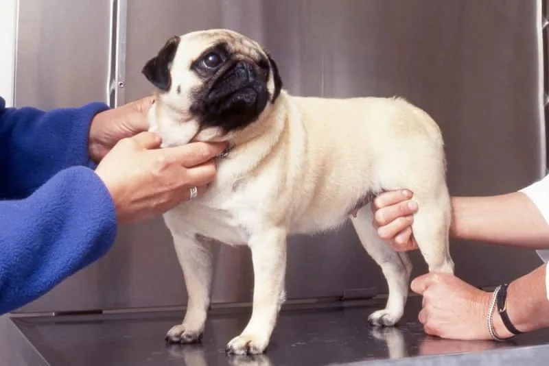 Hip Dysplasia Surgery for Dogs: What to Expect