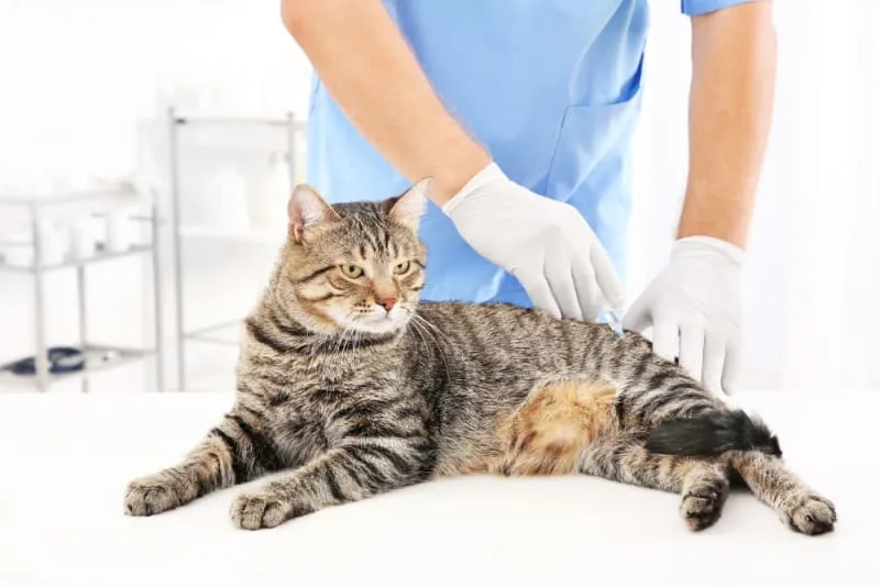 All about Rabies in Cats
