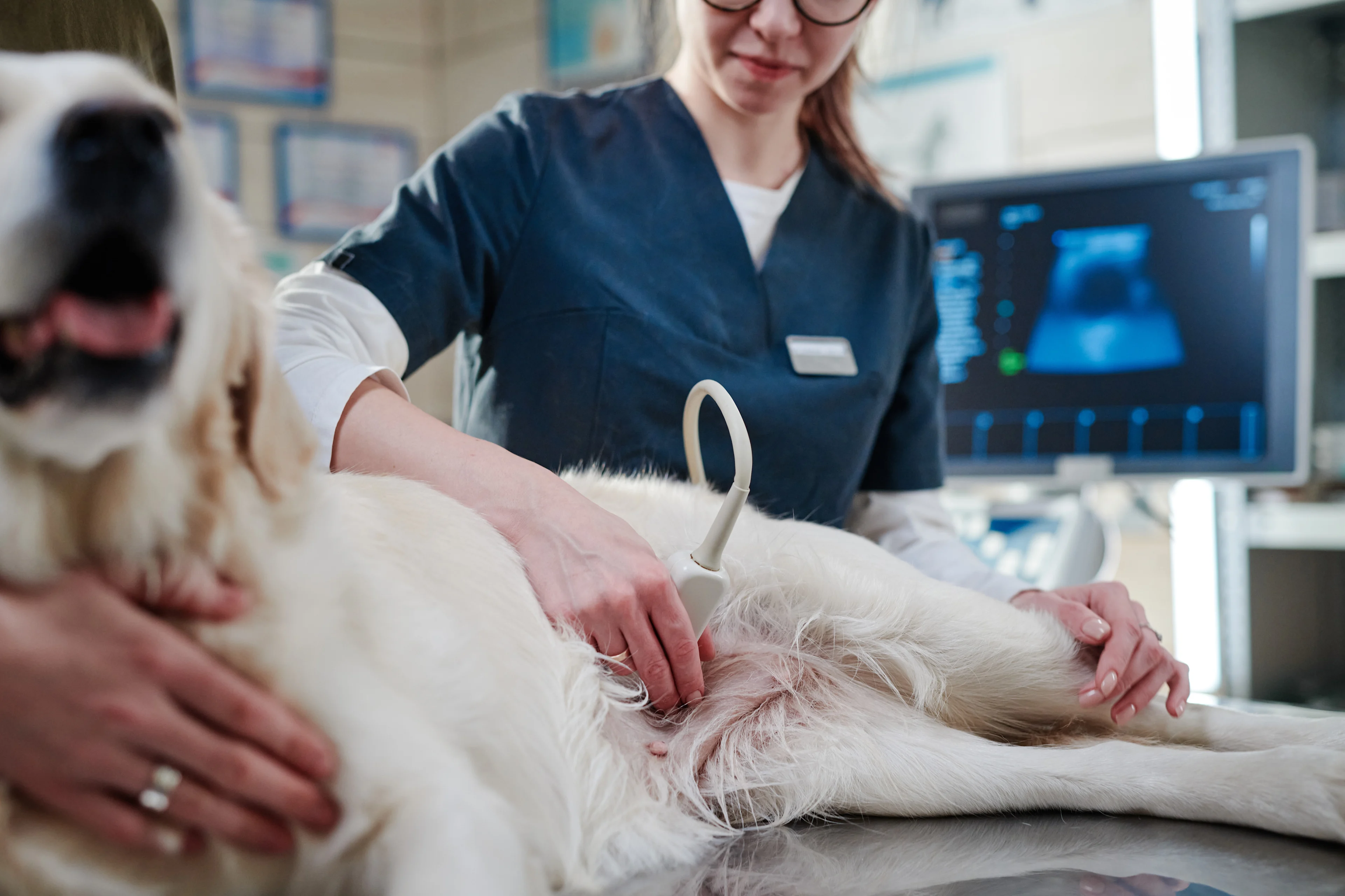 english cream getting an ultrasound