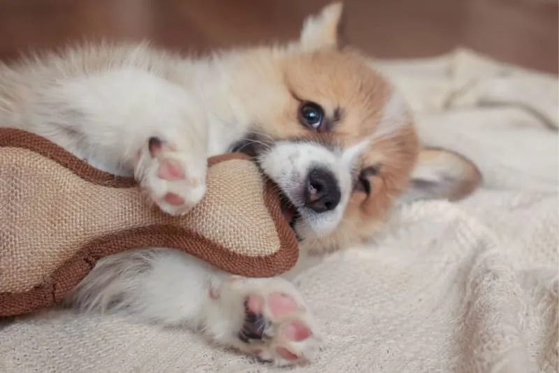 Common Autoimmune Diseases in Dogs