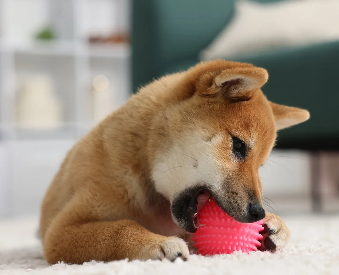 Shiba Inu dog playing with pet toy on floor indoors