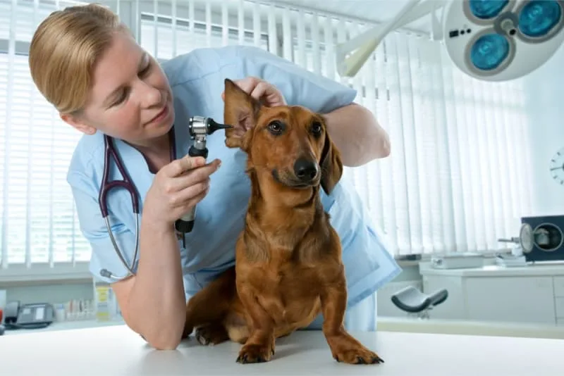 Ear Infection in Dogs