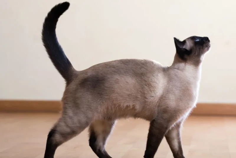 Ultrasound for Dogs and Cats: What Pet Owners Want to Know