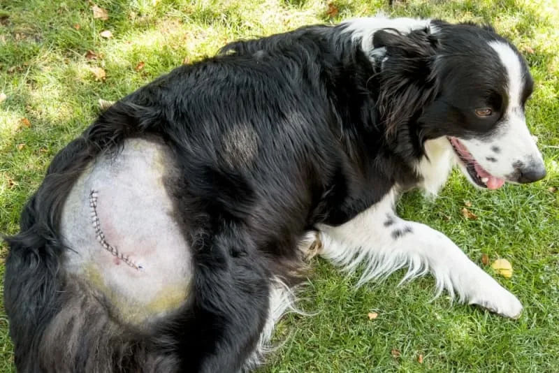 Dog Hip Dysplasia Surgery
