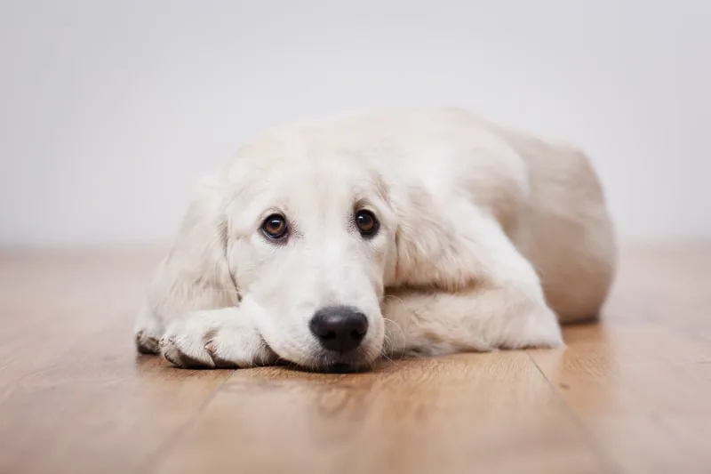 Common Causes Of Diarrhea in Dogs