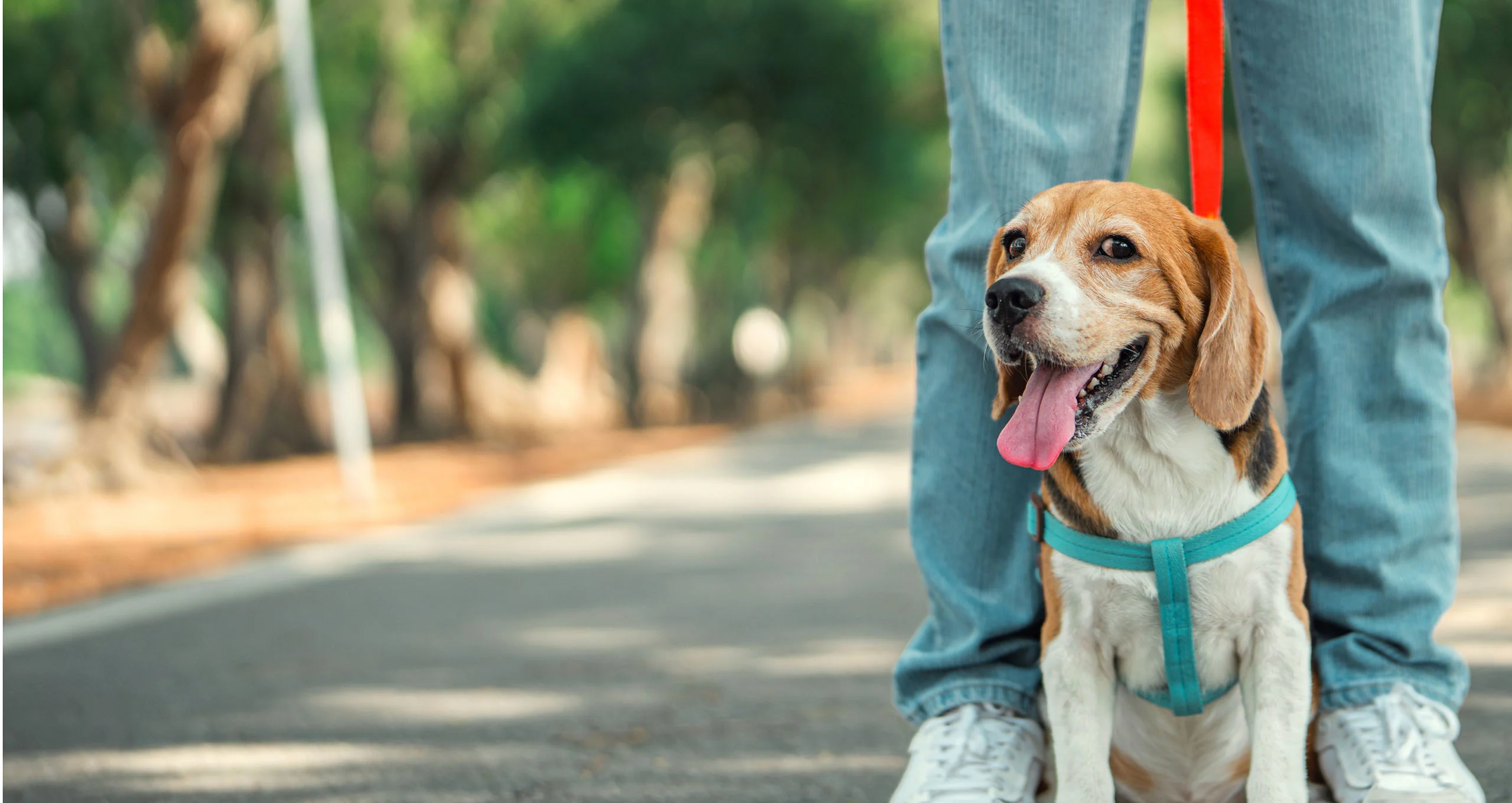 h beagle dog out on a walk with its owner on a path with a red halter