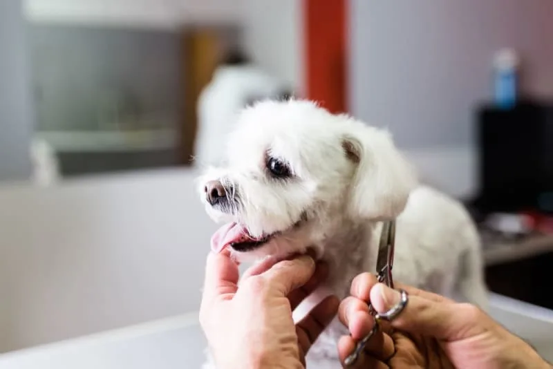 Puppy Grooming: When & How To Do It
