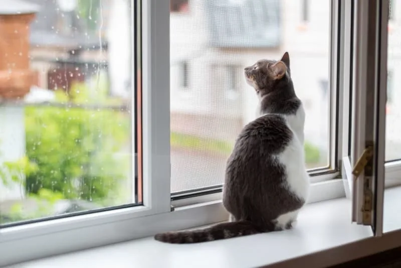 How Long Can You Leave a Cat Alone?