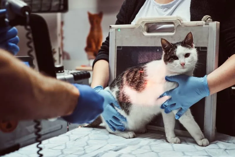 Diagnostic Imaging For Your Dog or Cat