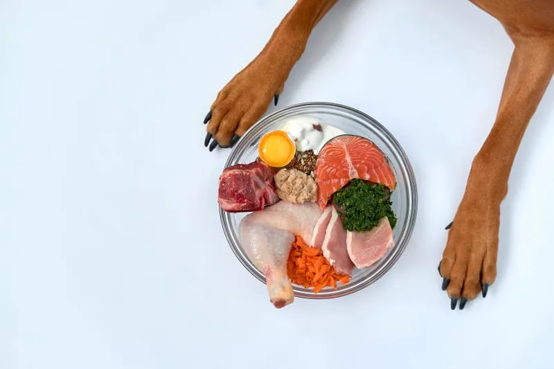 Fruit & Veggies Dogs Can and Can't Eat