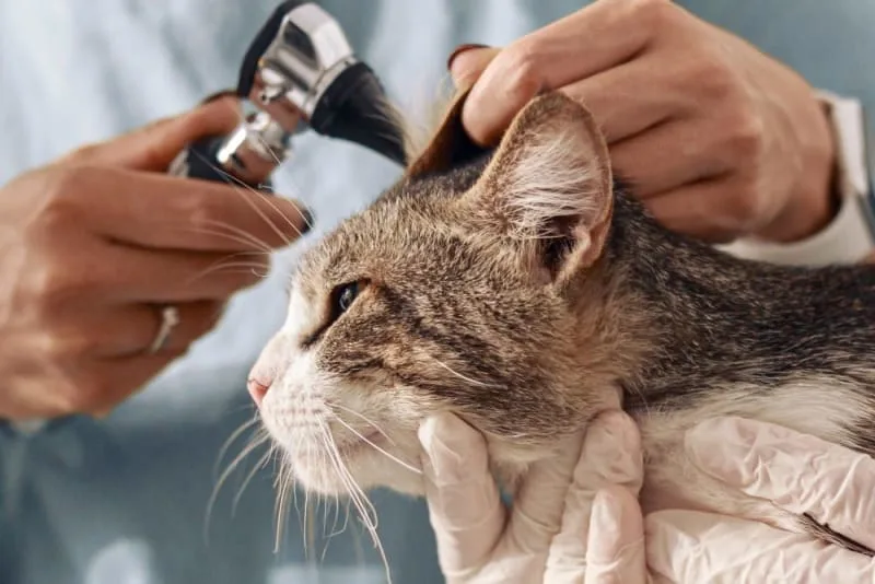Aural Hematoma in Cat: When is Surgery Needed