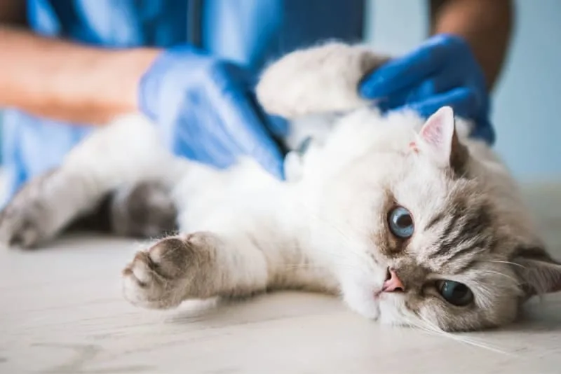 How Often Do You Take a Cat to the Vet?