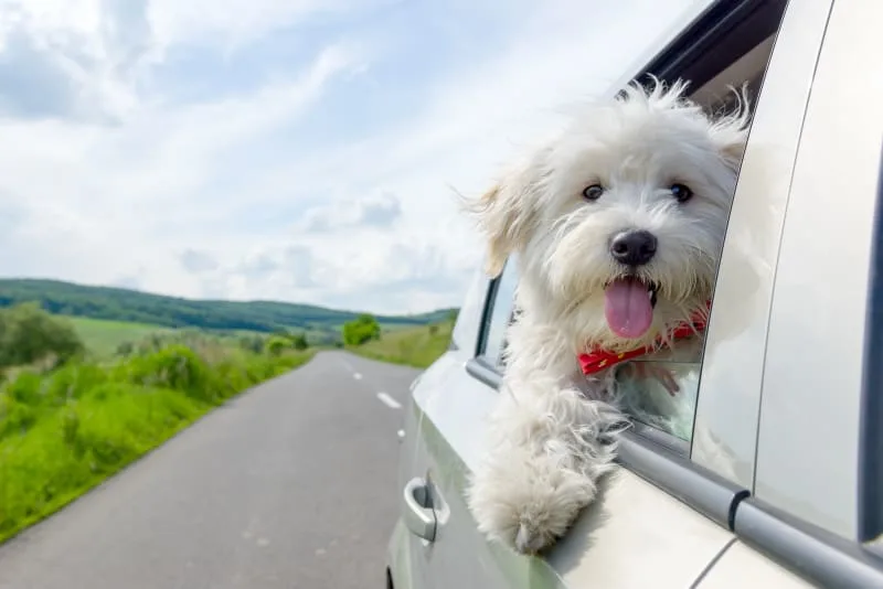 How to Make a Road Trip With Your Dog Easier