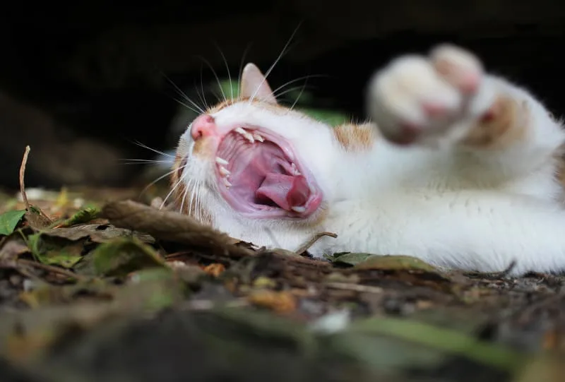 Pet Parent's Guide to Cat Dental Disease