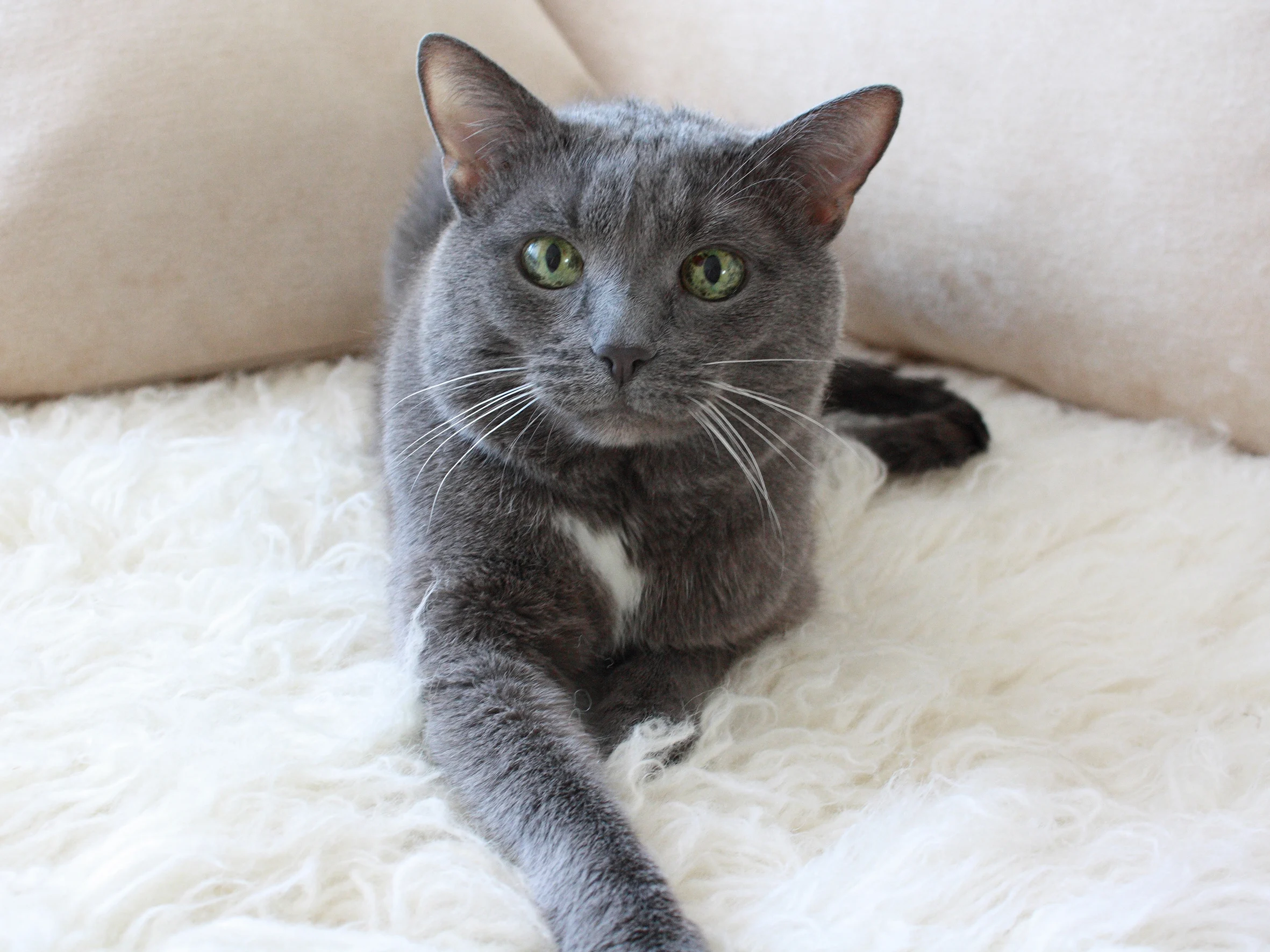 Russian Blue, Brookhaven Vets