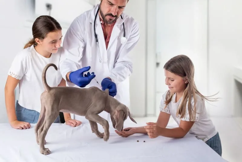 Puppy Vaccine Schedule: What Shots Puppies Need & When