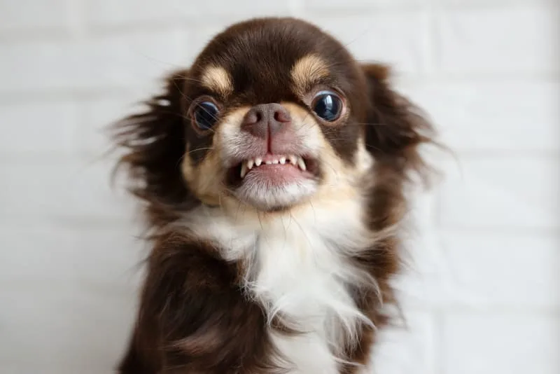 Periodontal Disease in Dogs