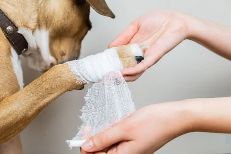 Dog Wound Care & Healing Stages