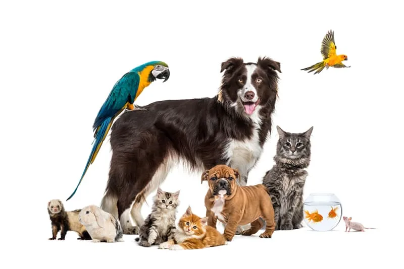 What is your pet's life expectancy?