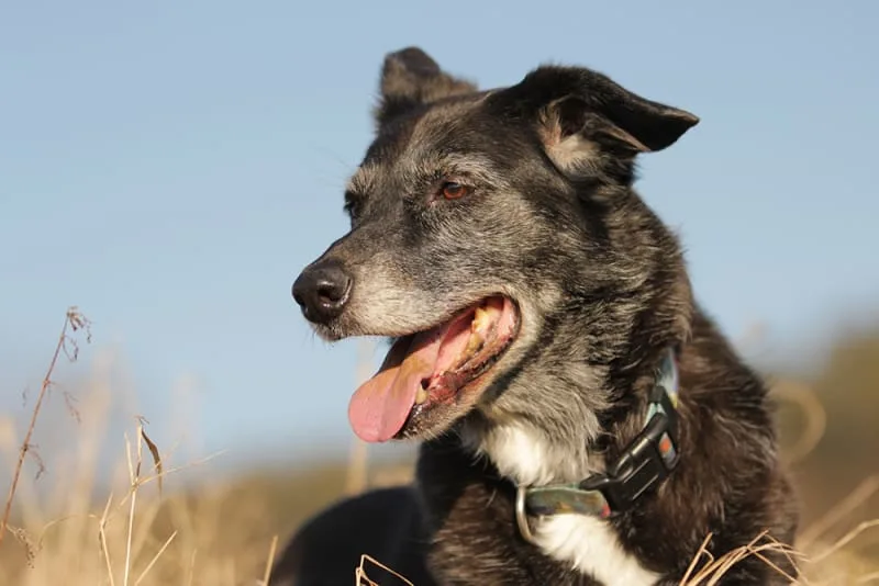 Dental Cavity in Dogs - What You Need to Know