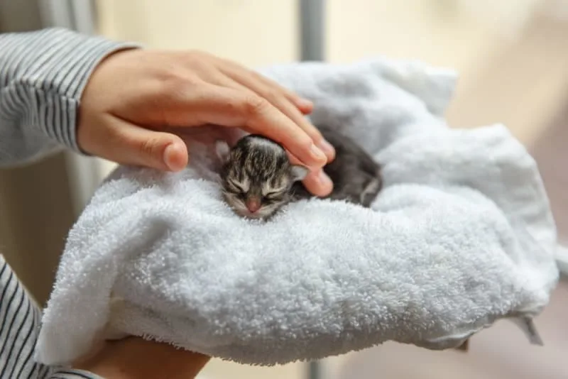 Kitten Age Chart: How to Tell How Old a Kitten Is