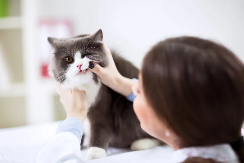 Common Cat Dental Problems