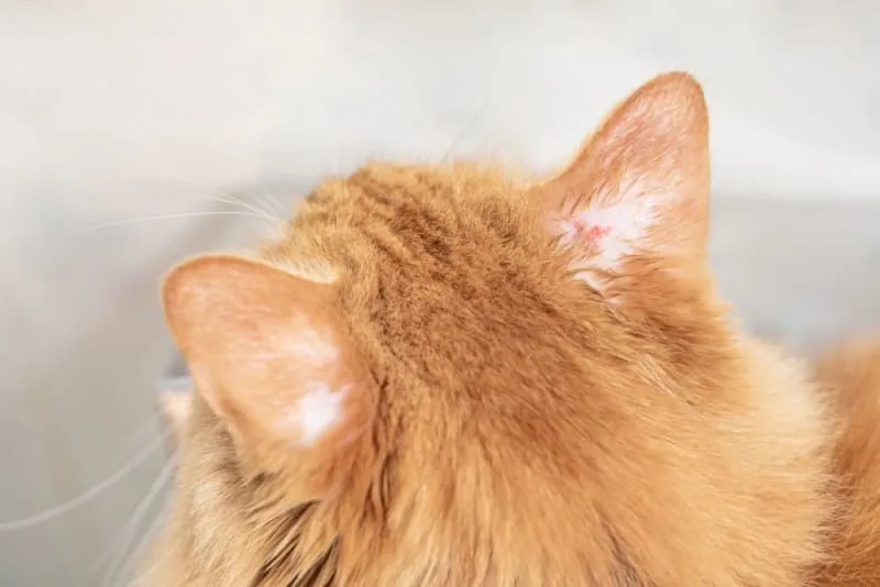 Fungal Infections in Cats: Everything You Should Know