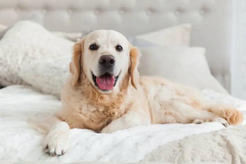 Why Is My Dog Panting at Night?