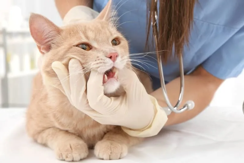 Cat Tooth Extractions: What to Expect & What to Watch For
