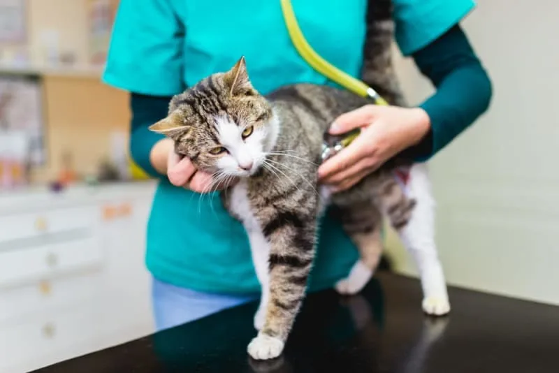 How Often Do You Take a Cat to the Vet?
