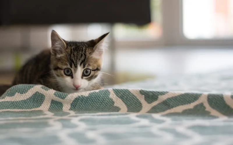 Why Should I Get My Indoor Cat Vaccinated?