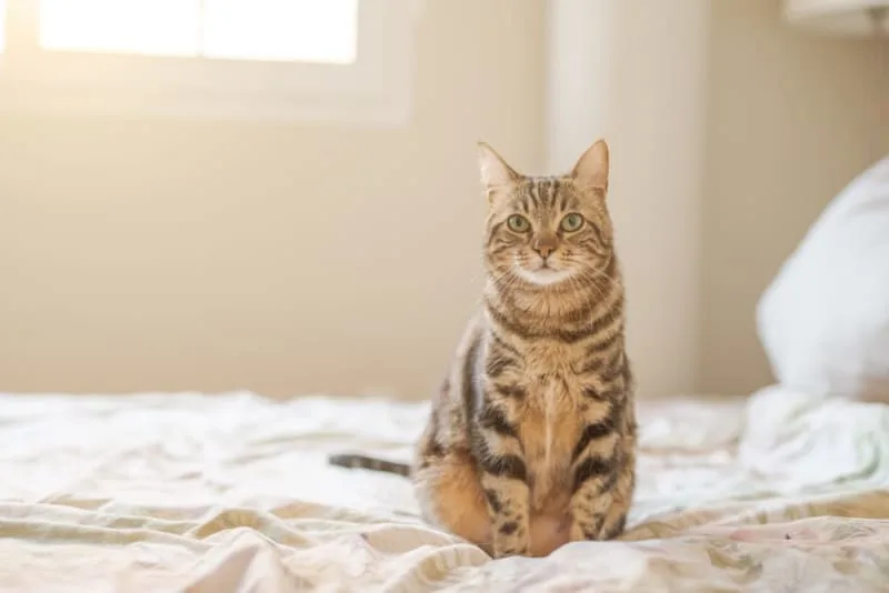 The Prognosis For Cats With Kidney Failure