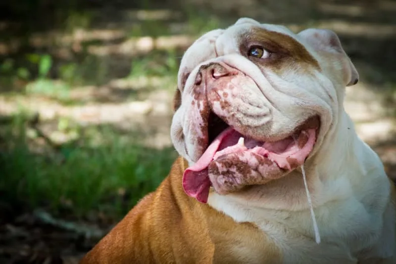 Drooling in Dogs: Why They Do It & What to Do