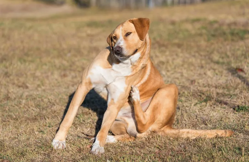 Common Skin Problems Seen In Dogs