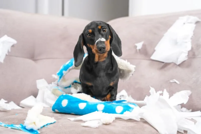 Dog Chewing Problems: Why They Chew & How to Stop Them