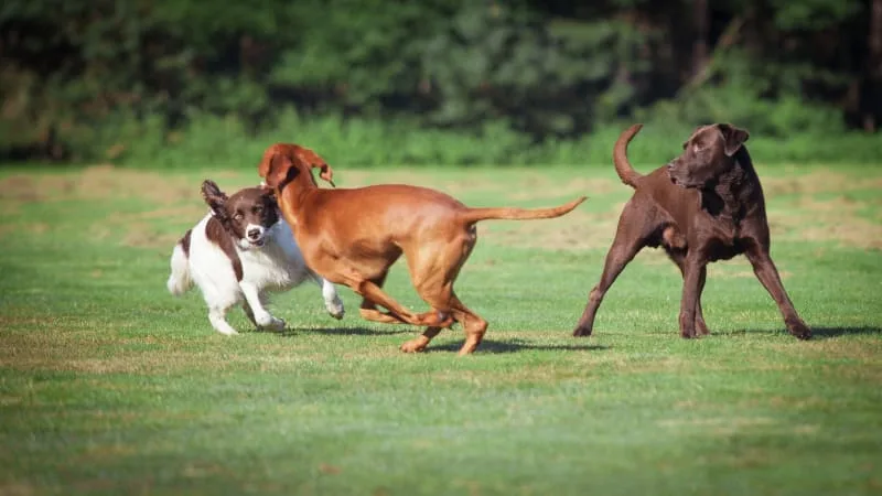 Dog Boarding: What To Look For When Boarding Your Dog
