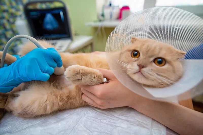 Ultrasounds for Dogs and Cats: Everything You Need to Know