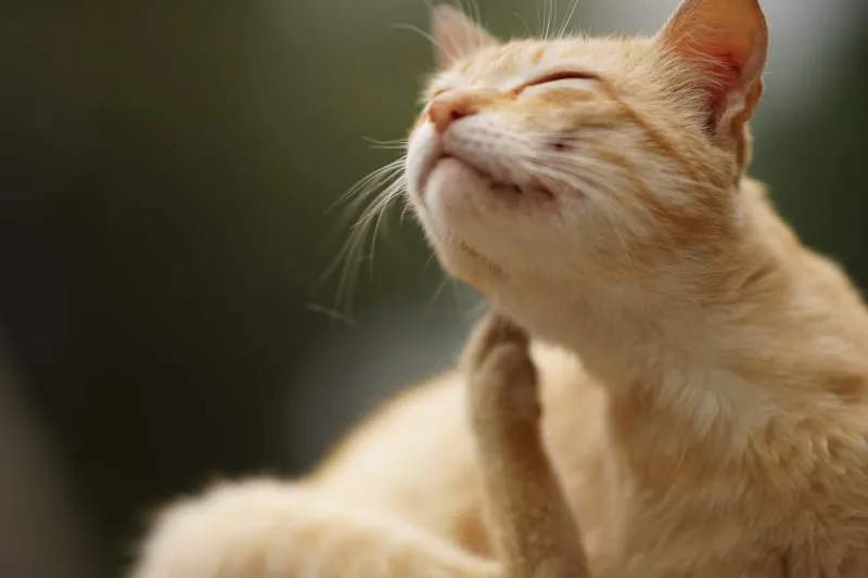 Aural Hematoma in Cats: When is Surgery Needed?