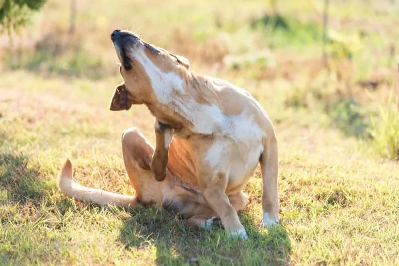 What does ringworm look like on a dog?